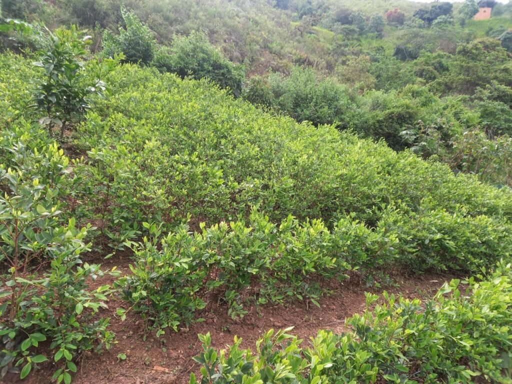 Plantación de coca en los Yungas. (Foto: Archivo)